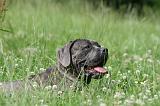 CANE CORSO 1006